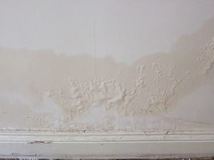 woodworm treatment Hampshire