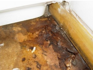 woodworm treatment Hampshire