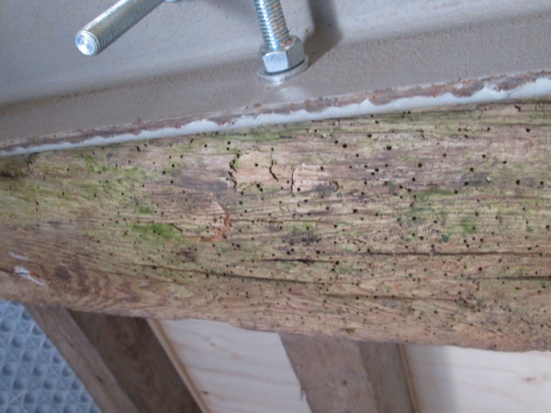 woodworm treatment Hampshire