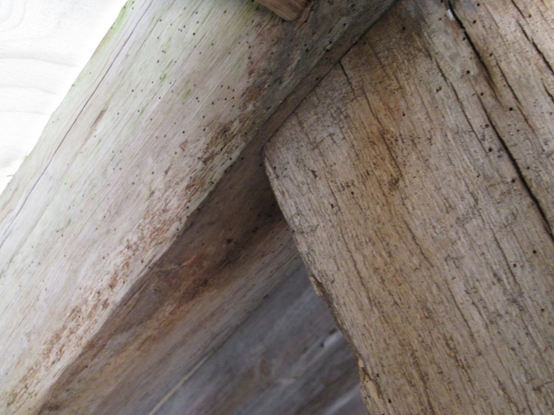 woodworm treatment Hampshire