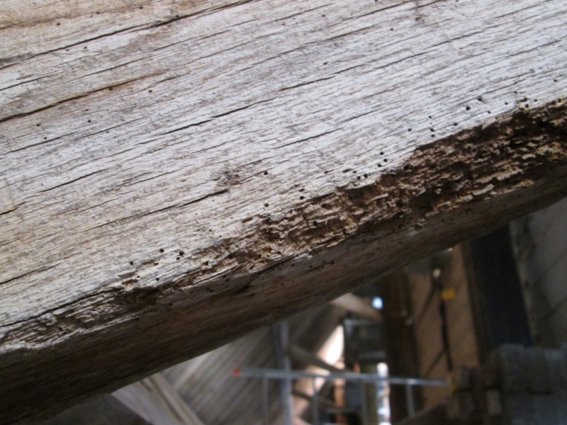 woodworm treatment Hampshire