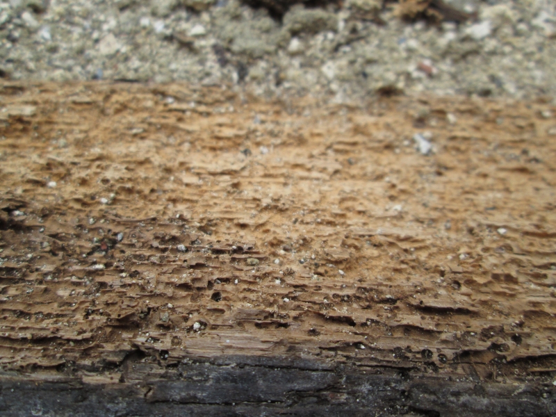 woodworm treatment Hampshire