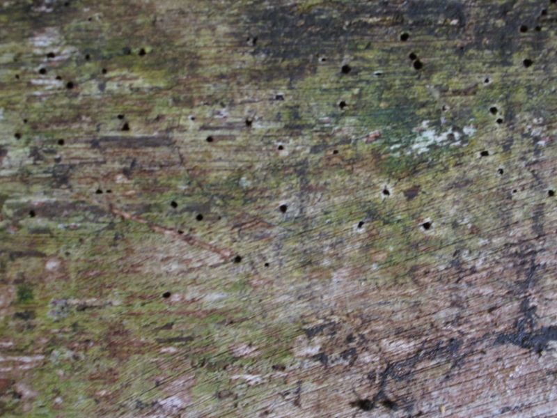 woodworm treatment Hampshire