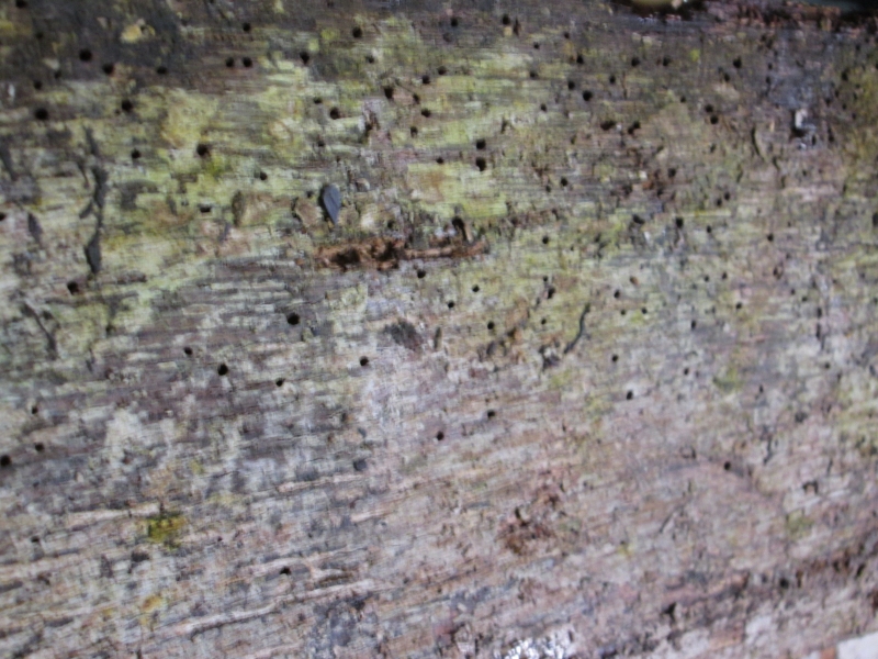 woodworm treatment Hampshire