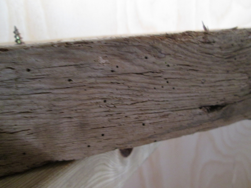 woodworm treatment Hampshire