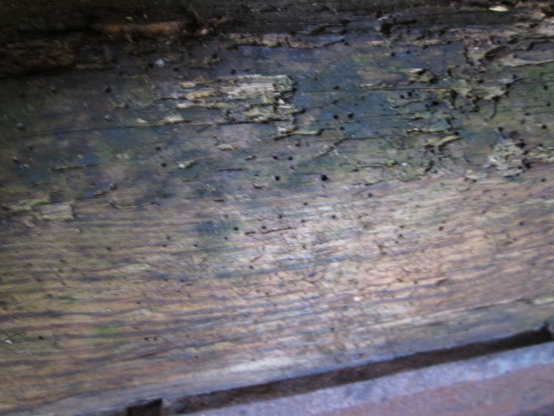 woodworm treatment Hampshire